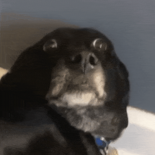 scared-dog