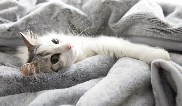 sheets that mimic cats